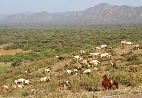 africa cattle unesco valley omovalley ethiopia karo worldheritage eastafrica snnpr kolcho greatrift southernnationsnationalitiesandpeoplesregion
