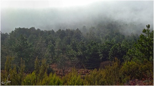 landscape paisaje sierra bosque monte pinos zamora aliste sanabria