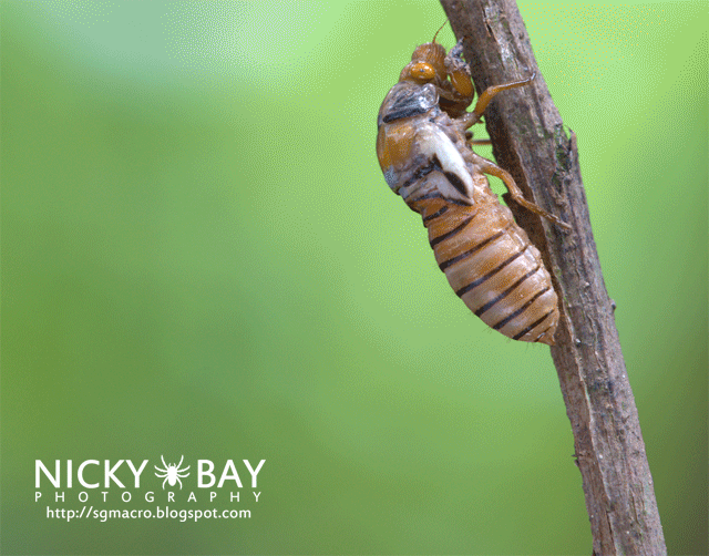 Black and Golden Cicada (Huechys fusca) Moulting Animation - DSC_9320