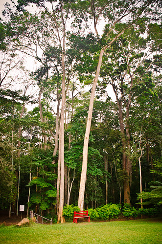 africa travel trees tree nature bench landscape bush nikon ghana jungle ashanti bushes butterflysanctuary ashantiregion tamron18270 nikond5100