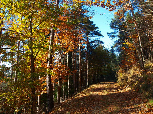 autumn portugal walking hiking centro outuno serra floresta lousã caminhadas