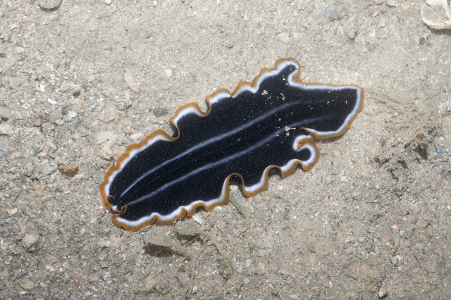 Halloween flatworm (Pseudobiceros sp.)