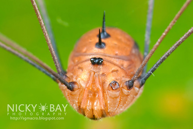 Harvestman (Opiliones) - DSC_4746