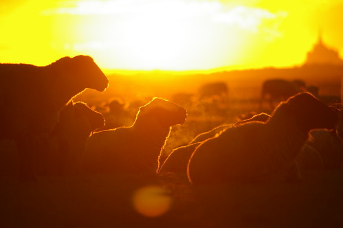 sunset sheep normandie mouton montsaintmichel herbus cmwdyellow