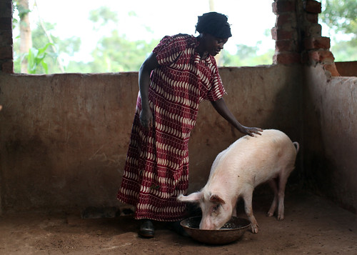 Jane Sebbi with one of her pigs