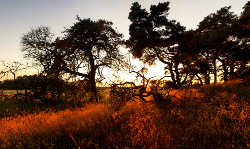 sunset summer tree grass skåne sweden sverige träd scania solnedgång gräs skånelän canoneos5dmarkii canonef24mmf14liiusm