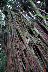 A sort of Ficus tree