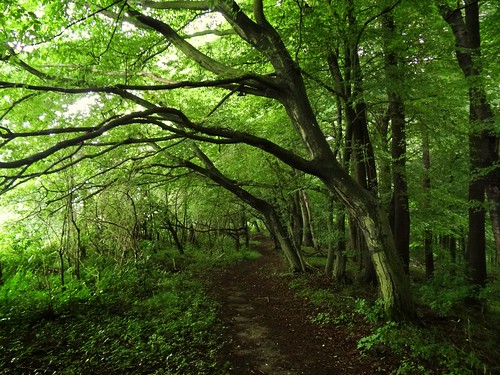 trees light summer plants holiday green nature wet forest germany dark woods path rainy muddy hesse