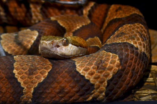 A beautiful adult copperhead at rest, showing the pale, unmarked upper lip.