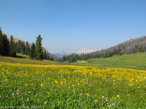 Meadows of Bonneville Pass in Shoshone National Forest, Wyoming