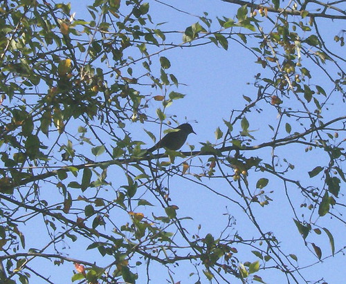 graycatbird