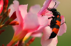 Bug on the flower