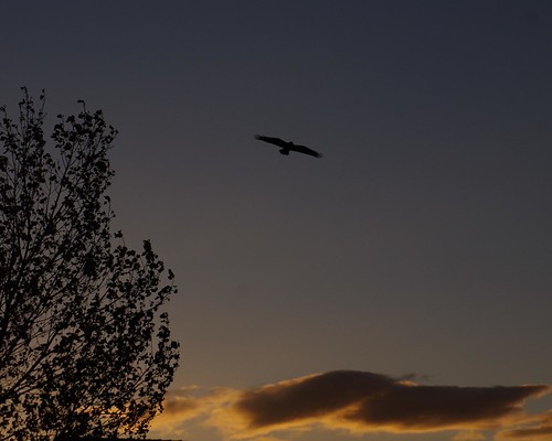 bird sunrise crow californiacity
