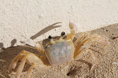 Normal Sized Crab!