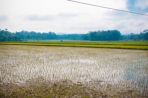 indonesia sulawesi toraja riceplantation rizières