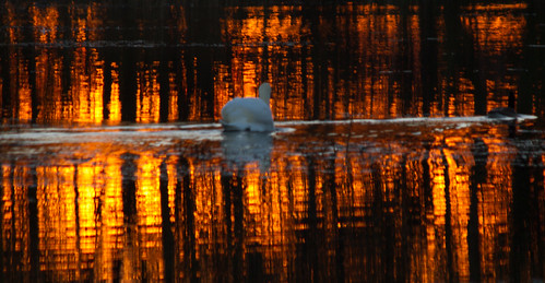 autumn sunset red england orange black reflection bird nature beauty gold evening swan sailing peaceful somerset naturereserve tranquilscene westhay westhaymoor