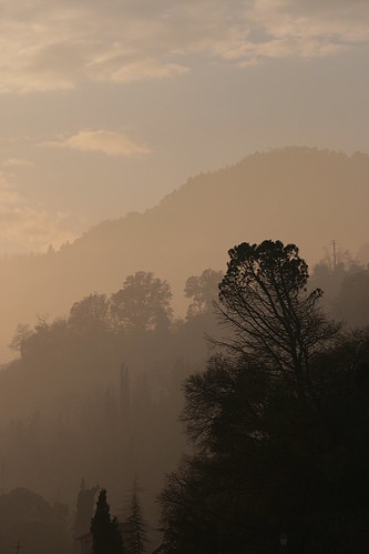 trees fog canon talk if layers these nebbia could brisighella tamorn ifthesetreescouldtalk