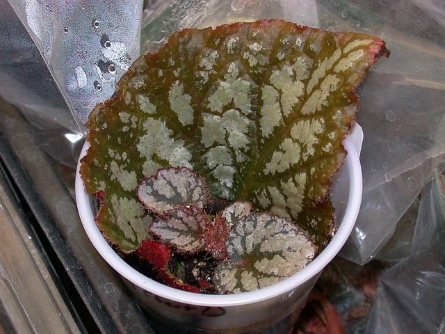 Begonia propagation