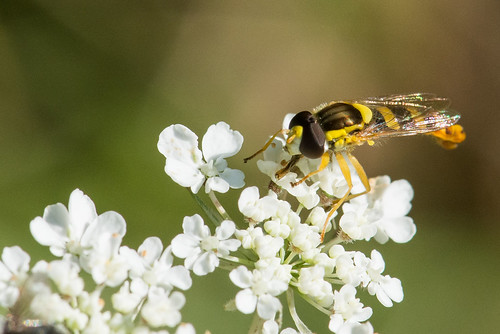animaux auvergne faune fleur france insecte lescaires lieux macro puydedôme techniquephoto