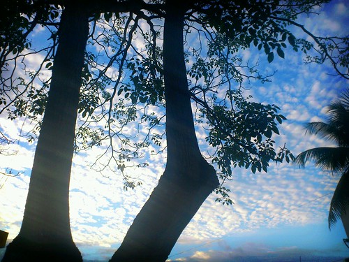 sky naturaleza tree hojas arboles sony sonyericsson cielo nubes xperia xperianeo flickrandroidapp:filter=berlin