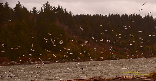 seagulls storm pelicans birds oregon coast sixesriver
