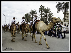 Camel Ride (QND)