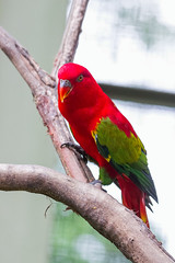 EA120323-208 Red and Green KL Bird.jpg