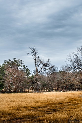 trees winter grass yellow dead texas branches