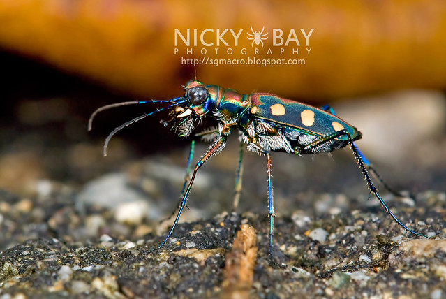 Tiger Beetle (Cicindelinae) - DSC_7022
