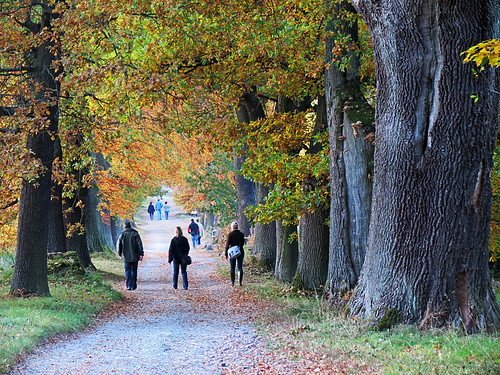 trees forest oak alley avenue eiche tierparksababurg