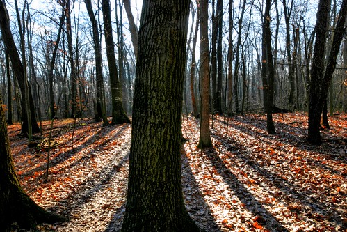 park winter usa leaves mi forest happy midwest michigan central sunny simplicity cleansing okemos nofluff secondarygrowth vanatta meridiantownship tedblackwoods
