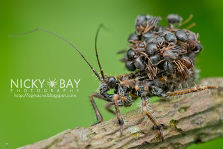 Ant-Snatching Assassin Bug (Acanthaspis sp.) - DSC_2111