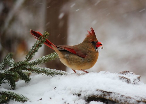 snow cardinal wv