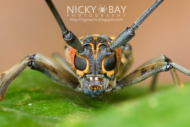 Longhorn Beetle (Epepeotes luscus) - DSC_7995