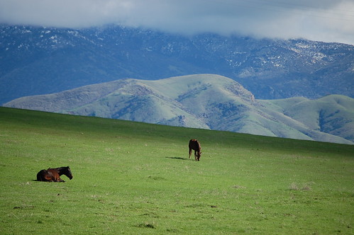 horses mountains hills mountainrange
