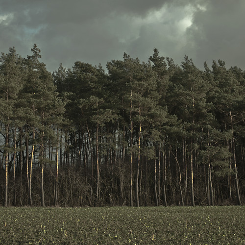 wood forest trees dark clouds lensblr photographer photographersontumblr nature lüneburgerheide germany zumgerdautal