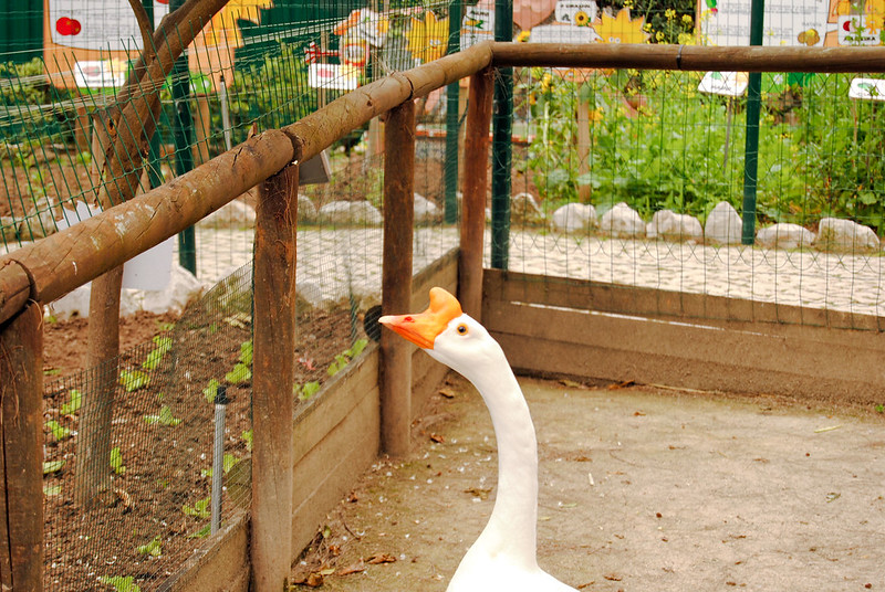 POSTCARDS FROM PORTUGAL: At the zoo V: I'd rather be with an animal