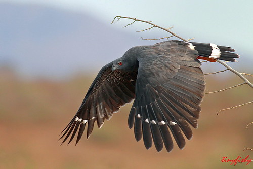 bird mexico flying crane hawk flight mazatlan birdofprey code5 500since
