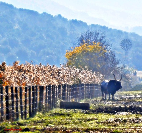 italy panorama landscape italia bull pump tuscany toscana toro grosseto maremma pompa vivarelli uccellina parcoregionaledellamaremma nikond5000 jambojambo mygearandme mygearandmepremium