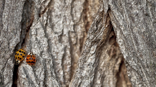 tree bugs bark trunk ladybugs baum marienkäfer baumstamm baumrinde rechtsverkehr righthandtraffic