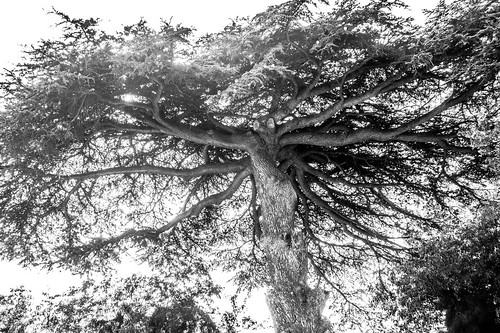 tree branches olympus cedar arbre ramure cèdre cedrus em5