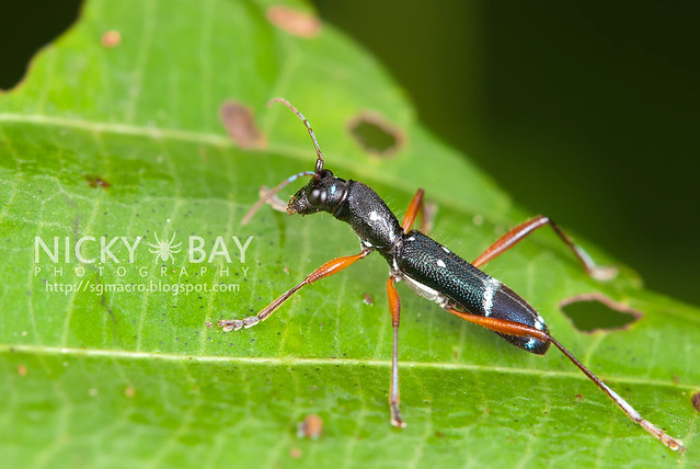 Longhorn Beetle (Cerambycidae) - DSC_2230