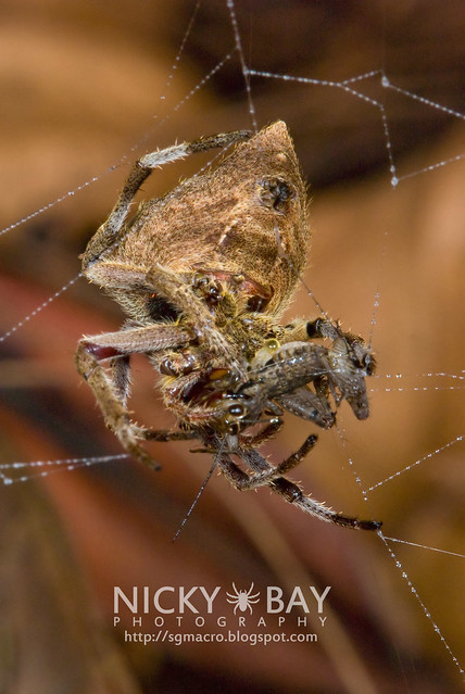 Common Garden Spider (Parawixia dehaani) - DSC_7609