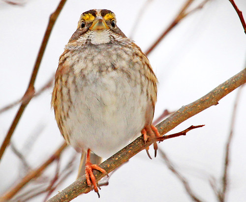 bird nature closeup eyes sparrow perch whitethroatedsparrow zonotrichiaalbicollis