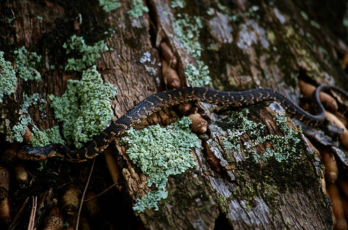 nature outdoors nikon florida outdoor snake verobeach verobeachflorida nikond7000