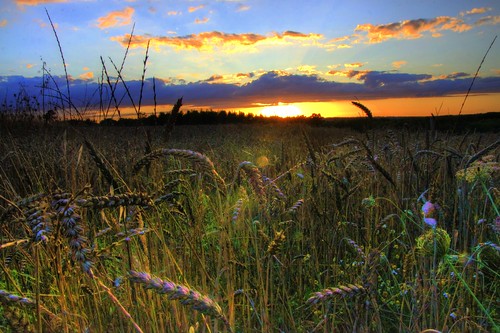 20150729212816 bretagne fra france geo:lat=4784903720 geo:lon=225073814 geotagged réminiac tréal europe brittany outdoor field corn weather night “partly cloudy” sunset golden light farm