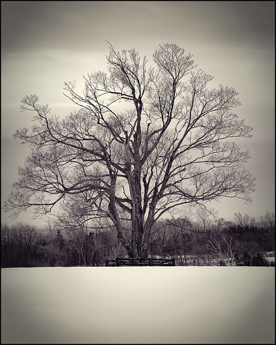winter ontario tree landscape explore orangeville f28 explored blackandwhitenikond700nikkor70200mm