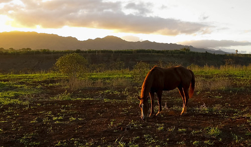 sunset horse usa sun mountains green nature grass canon landscape hawaii warm day oahu waipahu united powershot end states setting grazing g11 waianae