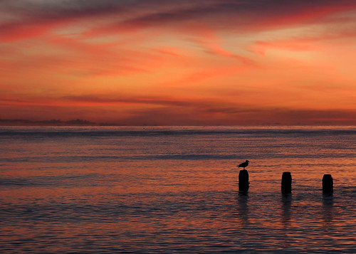 pink sunset sea sky silhouette coast worthing gull calm