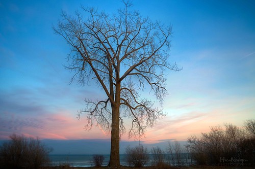 trees sunset tree canon stand alone branches bluesky stading windpoint nguyenphotos